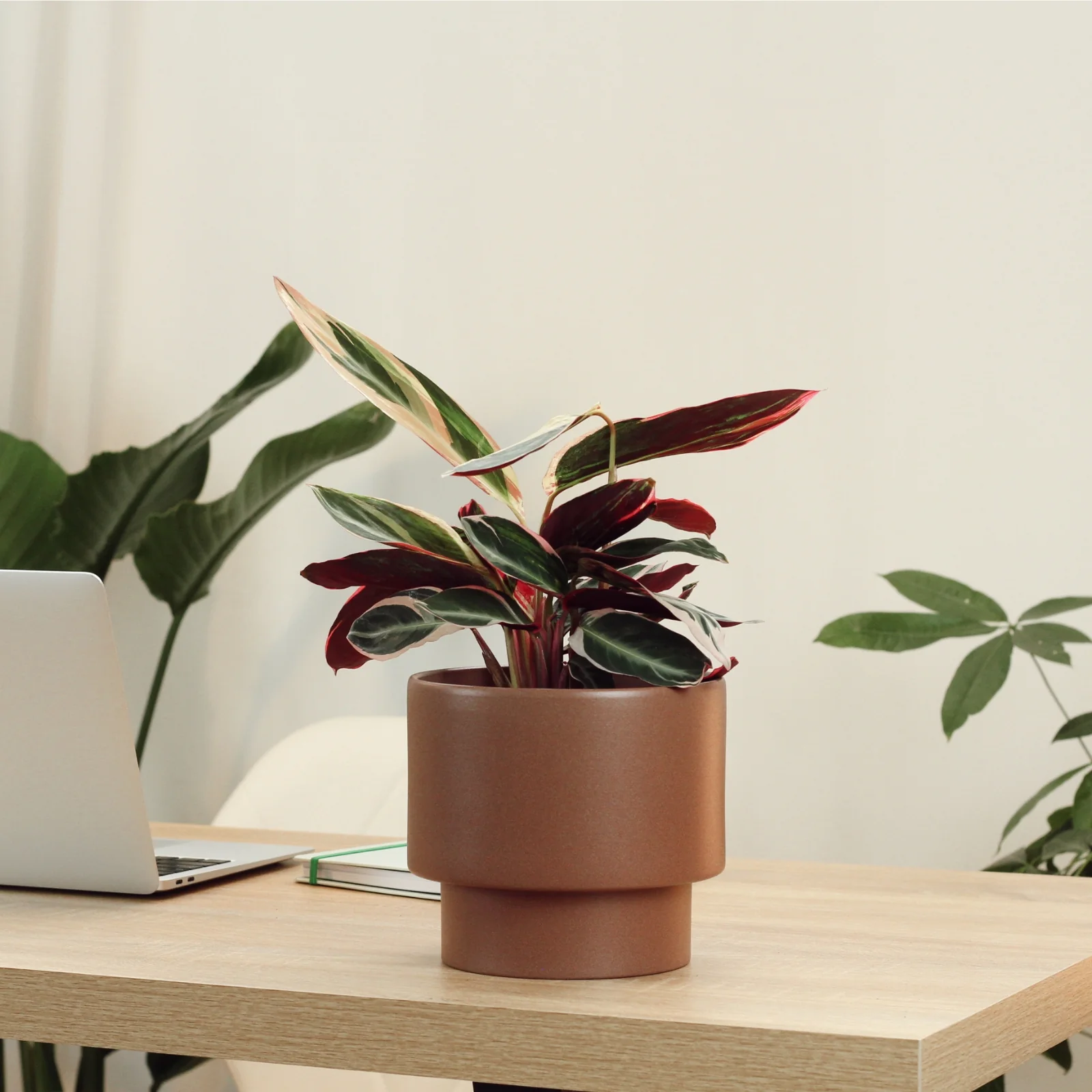 Plantas com vaso