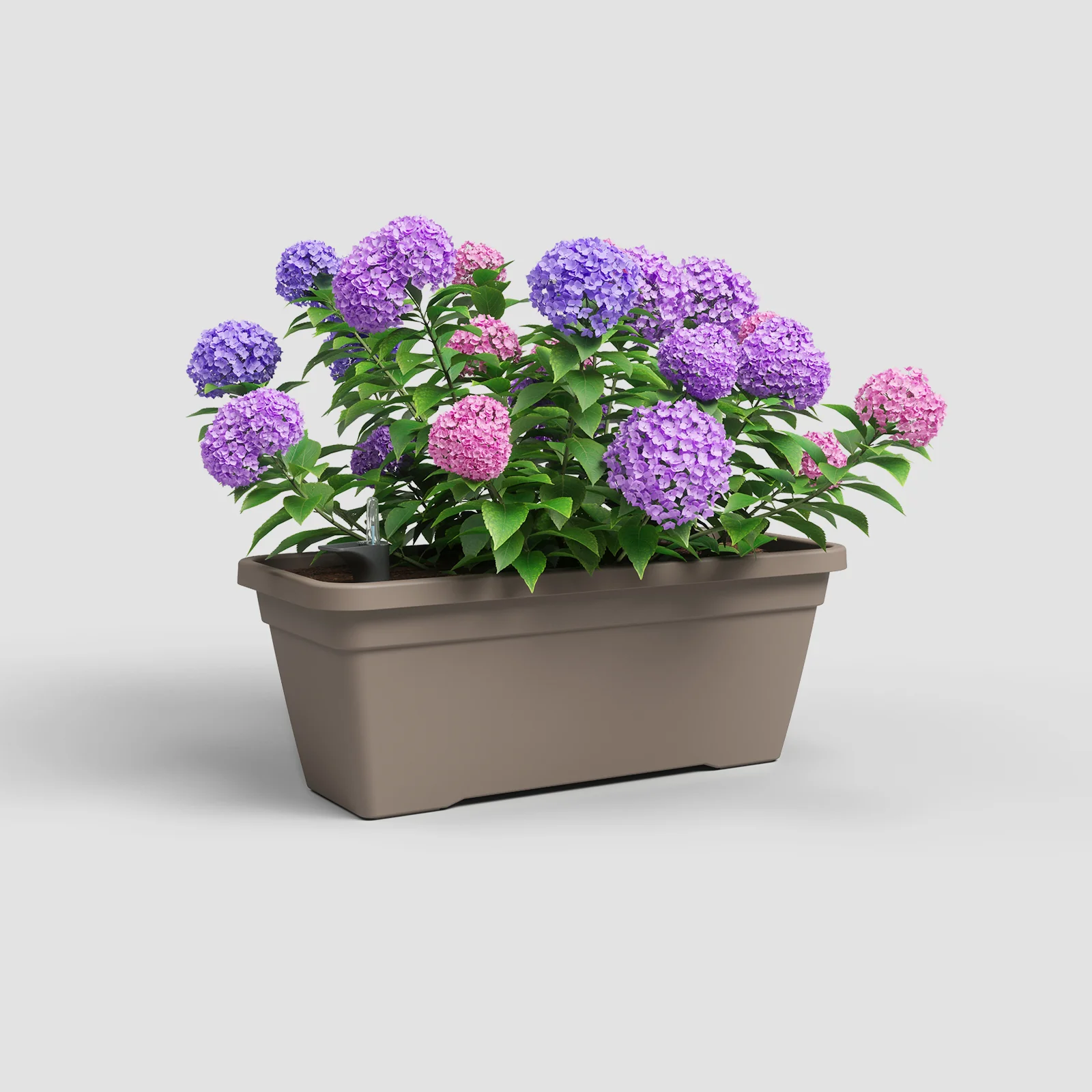 Thumb 4
