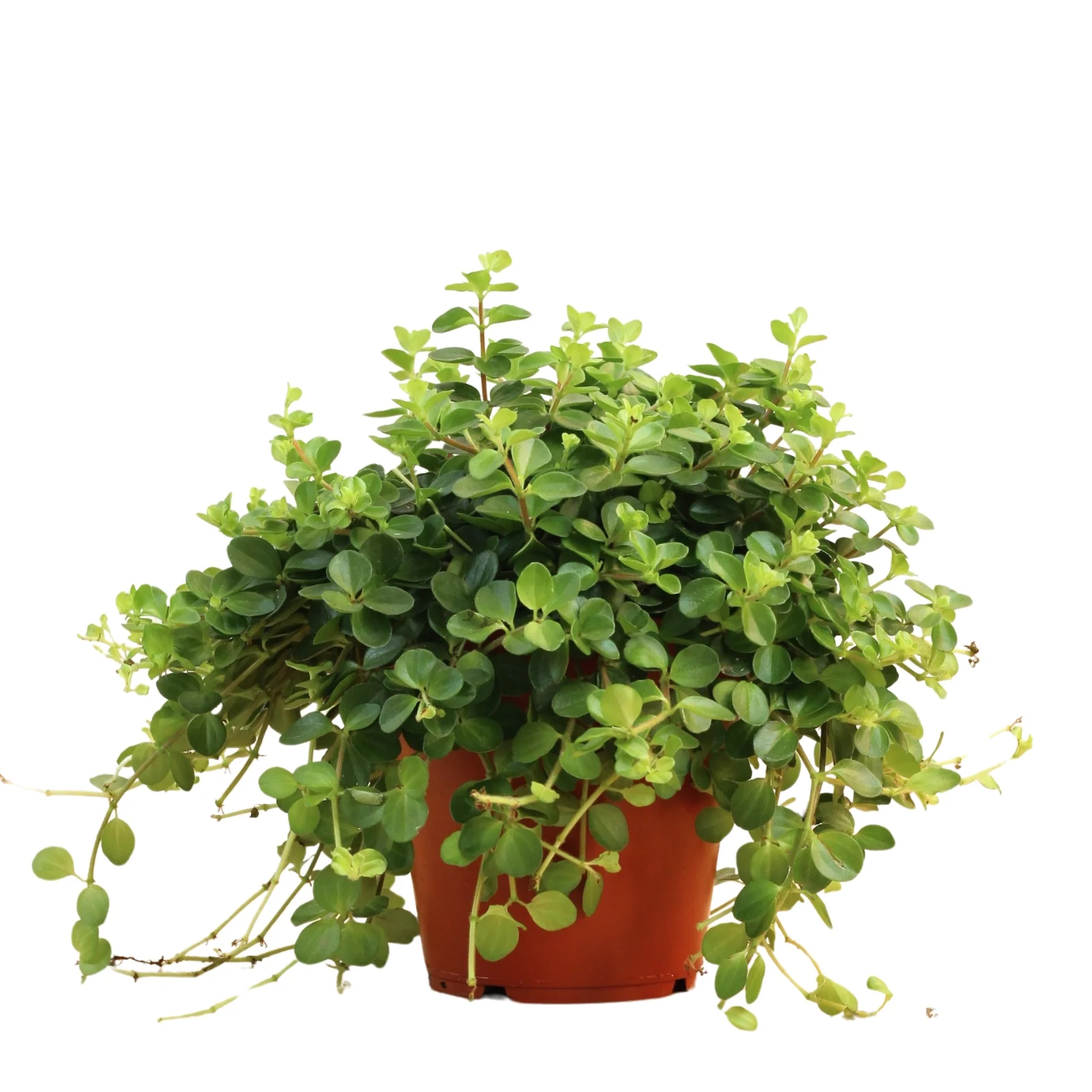 Plantas resistentes de interior